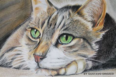 Colored Pencil Art And Collectibles Cat Drawing Made Colored Pencils