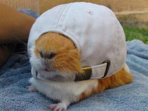 Guinea Pigs Wearing Hats Fuzzy Today
