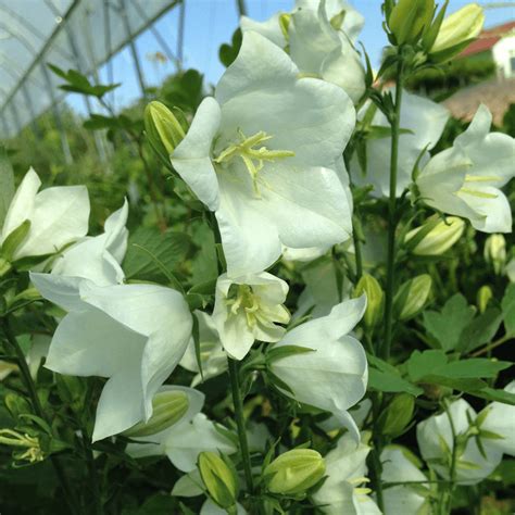 Campanula Persicifolia Takion White Baracklevelű Fehér Harangvirág
