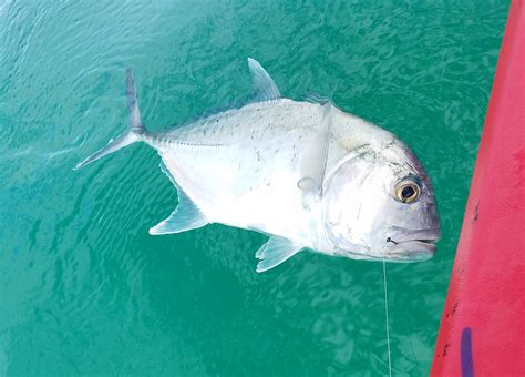 Big Papio Still Around Just Harder To Find Hawaii Nearshore Fishing