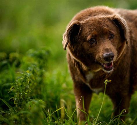 O cachorro mais velho do Guinness Holding Bobi 30 também é um dos