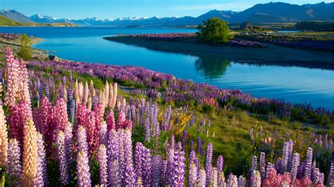 922908 Nature Landscape Grass Plants Lake Tekapo House Lake