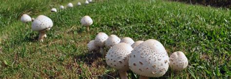 Ohio Mushrooms Photos