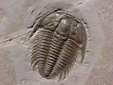 Photos of Quaternary Fossils