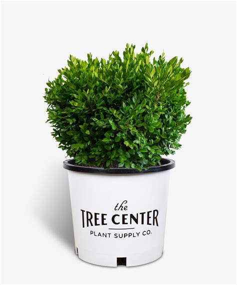 Green Velvet Boxwood Shrubs For Sale The Tree Center