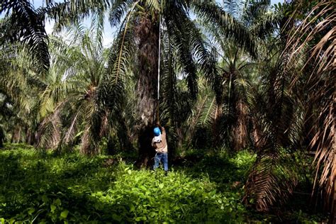 Can Small Scale Farming Save Oil Palm Edge Effects