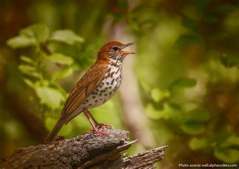 Interesting Facts About Wood Thrushes Just Fun Facts
