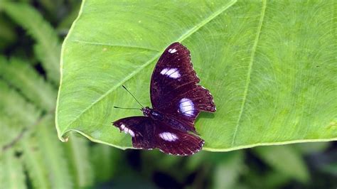 Explore the grounds of kuala lumpur butterfly park, one of the largest of its kind in the world. Discover the butterflies in Kuala Lumpur Butterfly Park ...