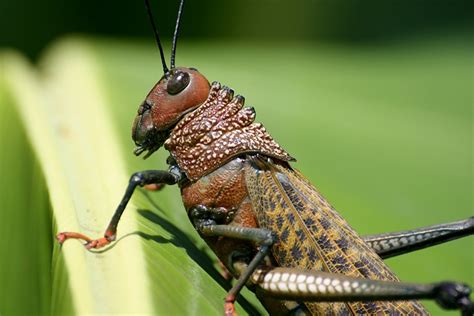 What Do Grasshoppers Eat Nutritional Facts And Faq Pet Keen