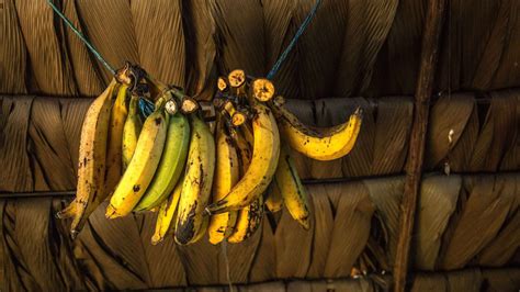 Will Bananas Become Extinct Chicago Tribune