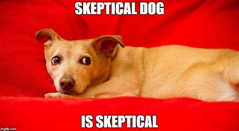 Image Tagged In Skeptical Dog Imgflip