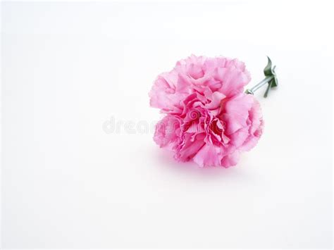 Single Pink Carnations Flower On White Stock Image Image Of Birthday