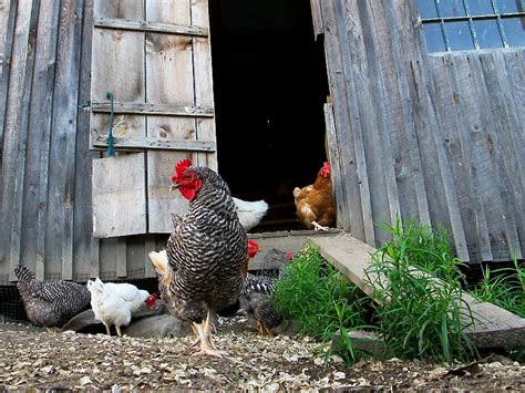 Episode 210 Backyard Chickens Growing A Greener World Backyard Idea
