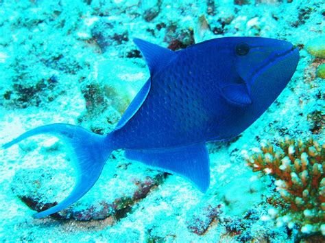 Red Toothed Triggerfish Photograph By Colin Knight