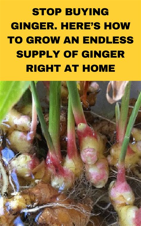 Stop Buying Ginger Heres How To Grow An Endless Supply Of Ginger Right At Home Gardening Sun