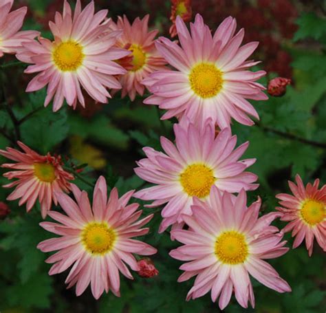 Dendranthemum Truly Hardy Chrysanthemums From Our Perennial Department