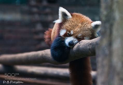 Photos Of Red Pandas Slacking Off That Are Really Cute 500px