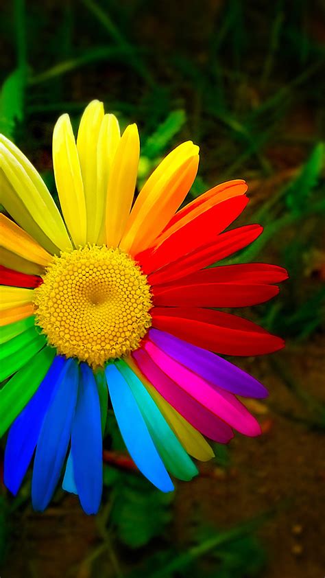 73 Rainbow Flower Wallpaper WallpaperSafari Com