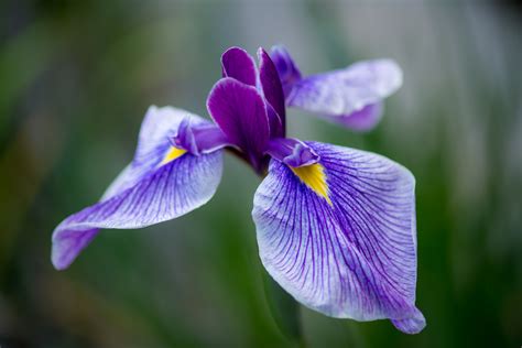 Beautiful Flowers In The Garden Of Irises Wallpapers And Images