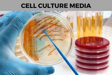 Animal cell culture media composition. Cell Culture Products — Media Market Brief, 2019-2024