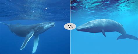 Blue whale vs Humpback whale difference & fight comparison