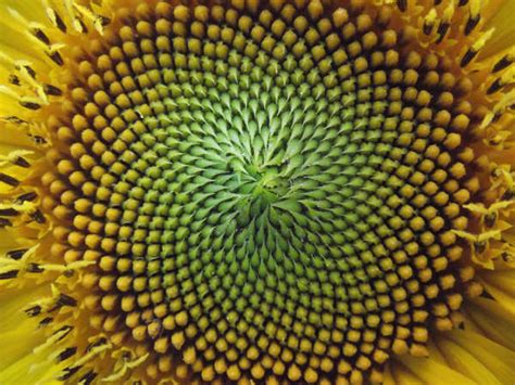 Fibonacci Sequence And Golden Ratio The Studypug Blog