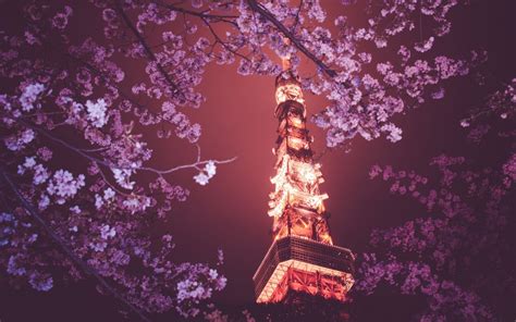 Animated Cherry Blossom Tree Wallpaper Cherry Blossom Night
