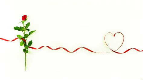 A Romantic Red Rose On A White Background With A Ribbon In The Shape Of