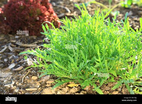 Arugula Plant In Garden Eruca Sativa Stock Photo Alamy