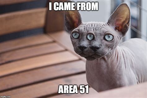Area 51 Cat Imgflip