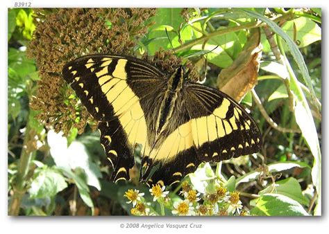 Esperanza Swallowtail Papilio Esperanza Beutelspacher 1975