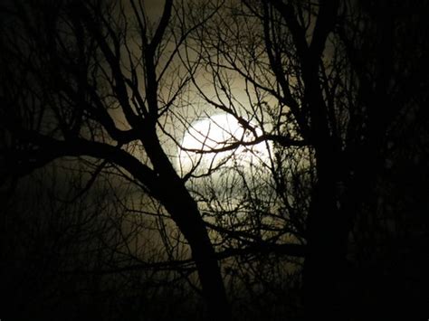 Full Moon Through Tree Branches 4 Michael Sauers Flickr