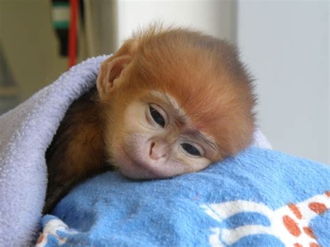 Baby Monkeys Callmeiris Blog Cute Baby Monkey Cute Monkey Cute