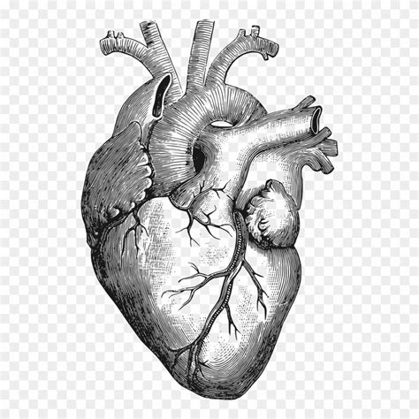 Clipart Anatomical Heart Corazon Humano Dibujo Png Download
