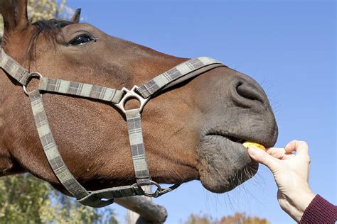 The Horse Eat Apple Photograph By Aleksandr Volkov Fine Art America
