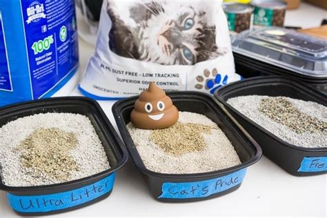 Sodium bentonite clay is known for its superior ability to absorb liquids and. The Best Cat Litter | Reviews by Wirecutter
