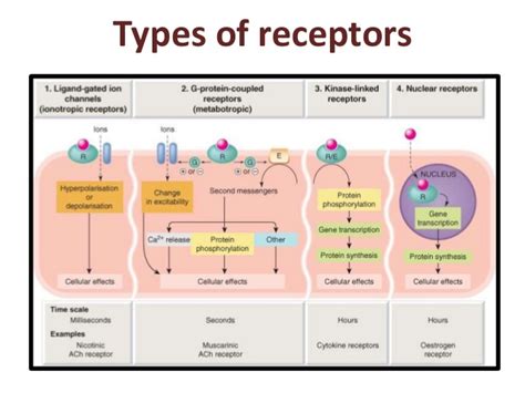G proteins undergo repeated cycles of activation and inactivation. G protein-coupled receptors