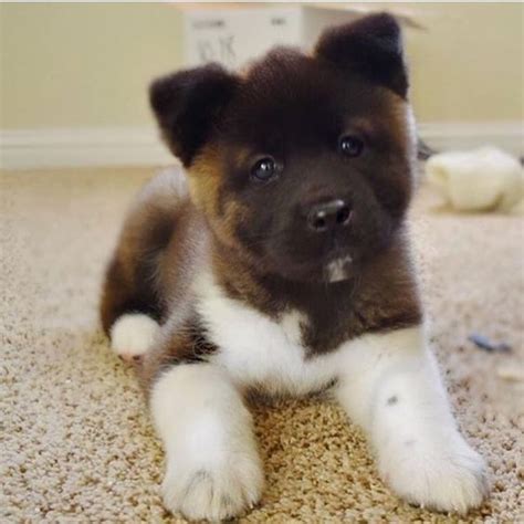 Akita Puppies For Sale Near Me Teacup Akita Puppies For Sale Near Me