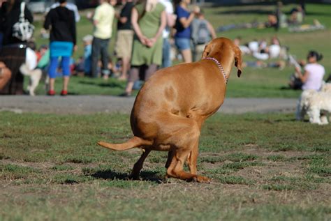 City Of Plymouth Call 911 Immediately If Pet Owner Doesnt Pick Up