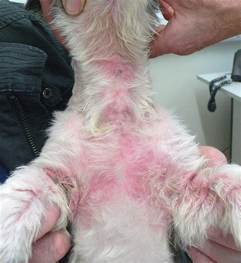Is Dermatitis In Dogs Contagious