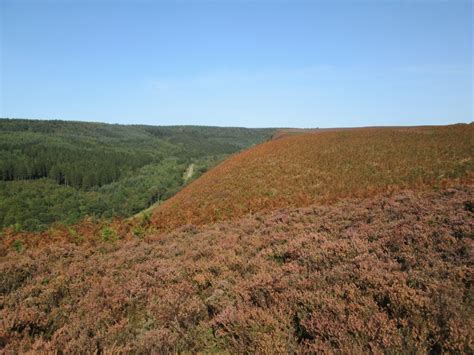 Contrast Between Moorland And Forest © Martin Dawes Cc By Sa20