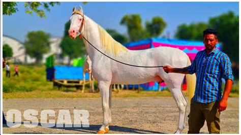 Beautiful Nukra Stallion Pawan At Muktsar Horse Fair Dussehra Mandi