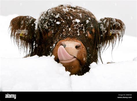 Cow After Snowfall Hi Res Stock Photography And Images Alamy