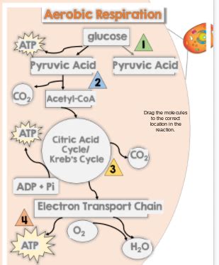 Cellular respiration equation reactants aerobic cellular respiration equation cellular respiration process enzyme catalyzed reactions traps heat in the earth's atmosphere. What Are The Reactants In The Equation For Cellular Respiration Quizlet - Cellular Respiration ...