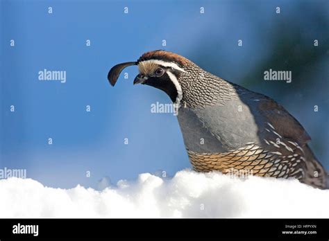 California Quail Topknot Hi Res Stock Photography And Images Alamy