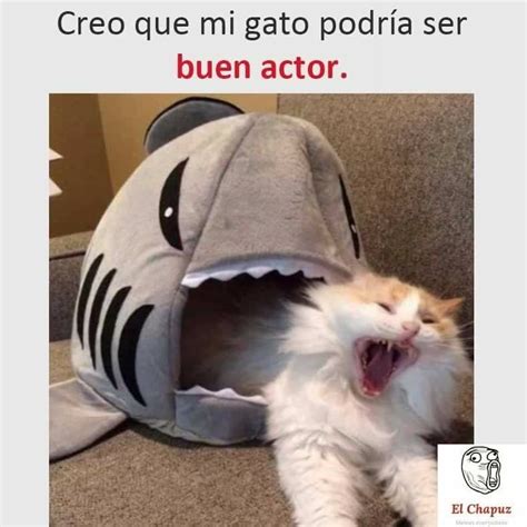 Top Memes De Gatos En Español Meme Gato Memes De Gatos Divertidos