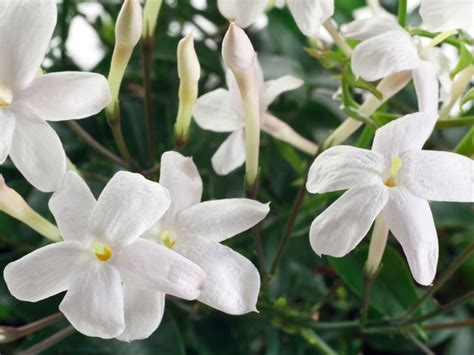 Jasmine Fertilizing Time - How And What To Feed Jasmine Plants