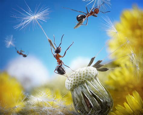 Dentro del hormiguero: fotografías increíbles de la vida de las