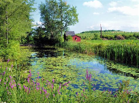 Summer Pond Photograph By Janice Drew