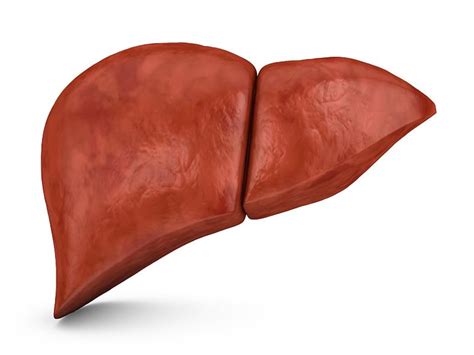 A Supercool Breakthrough For Patients Awaiting Liver Transplant